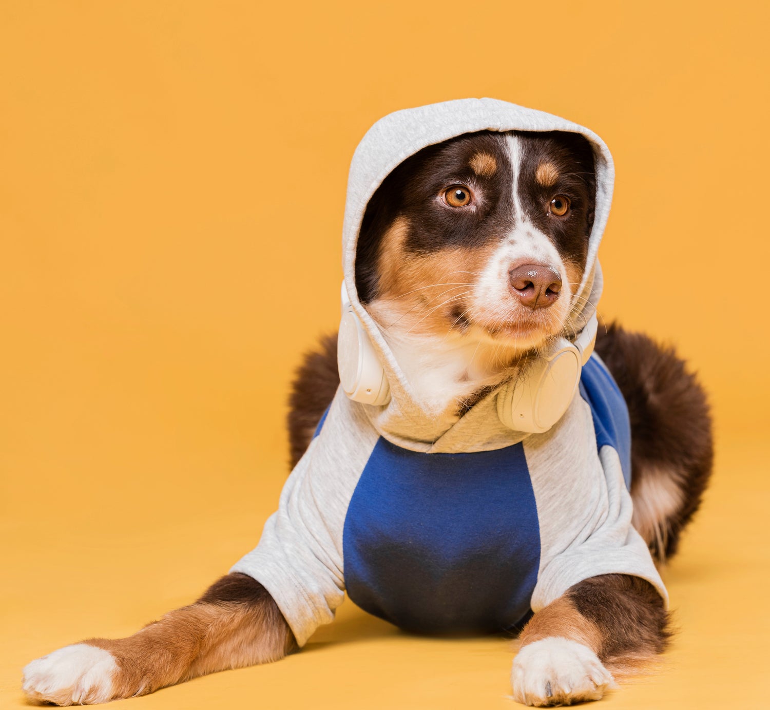 Pet Hoodie